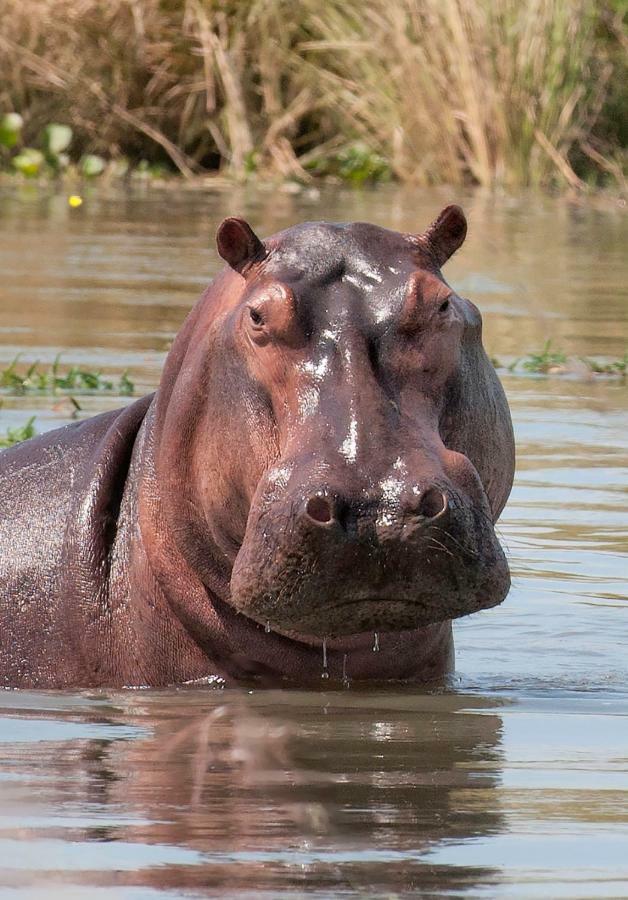 Caprivi Mutoya Lodge And Campsite كاتيما موليلو المظهر الخارجي الصورة